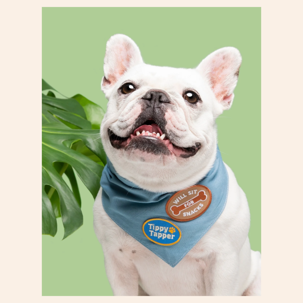 Scout's Honour Patch - Sit For Snacks